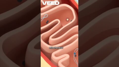 How Mitolyn Supports Mitochondrial Health-VEED #healthyliving #Mitochondrial, #herbalremedies