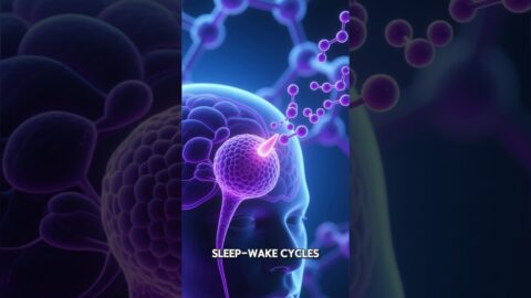 Pineal gland – Concept and myths